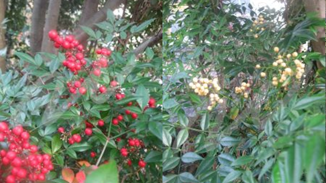 雑木の庭にある赤いナンテン（南天）、白いナンテン（南天）