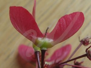  ノムラモミジの花