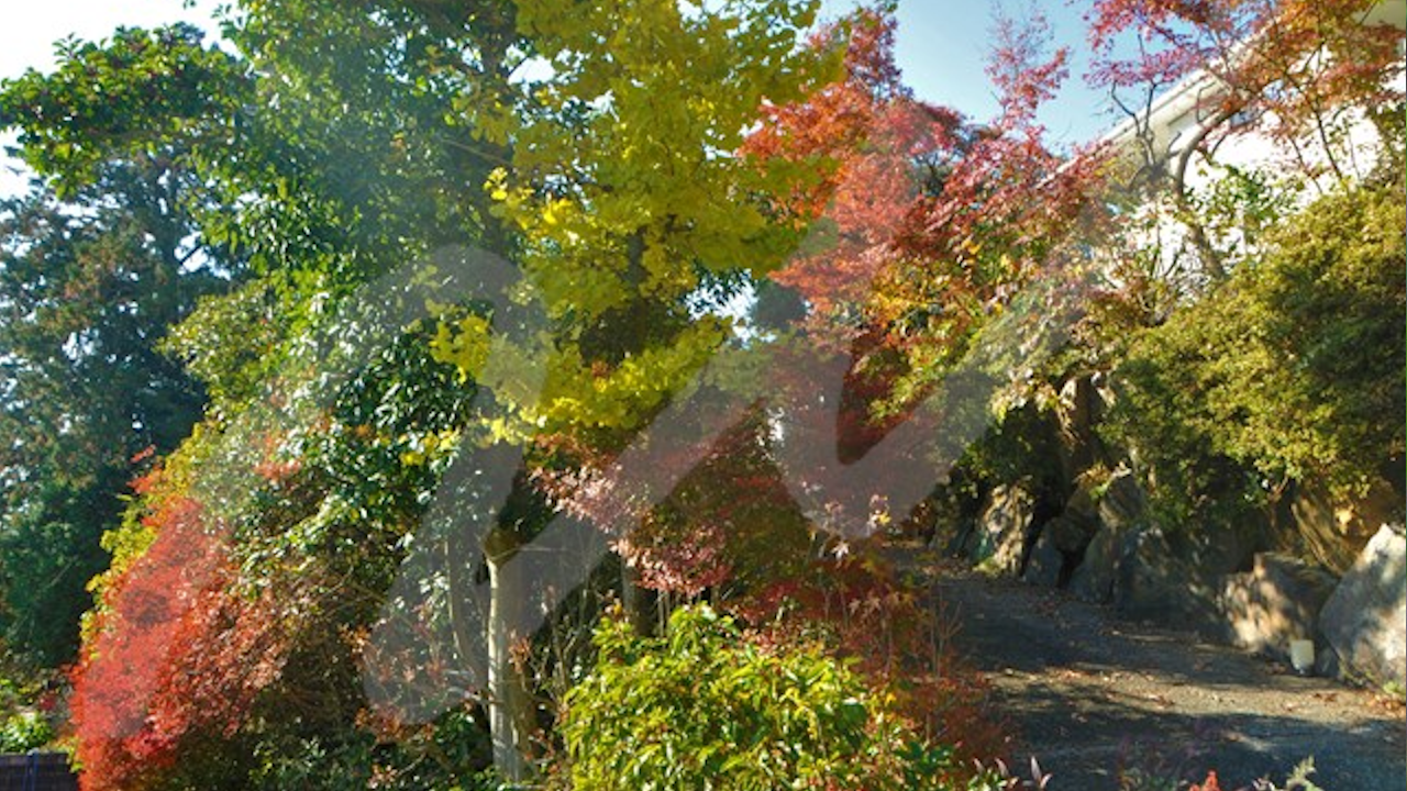 紅葉、黄葉、グラデーションで染まる秋の雑木の庭